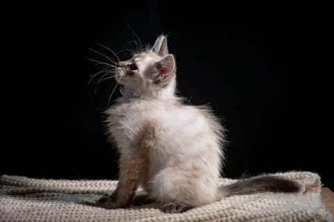 Cat playing on a black background Stock Photos