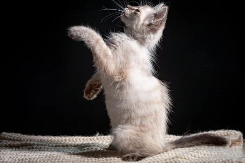 Cat playing on a black background Stock Photos