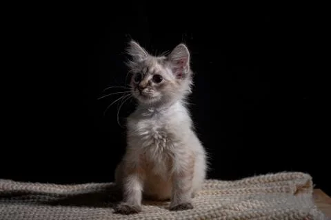 Cat playing on a black background Stock Photos