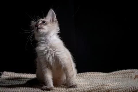Cat playing on a black background Stock-Fotos