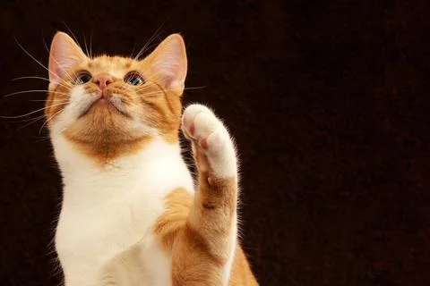 Cat playing, black background  Stock Photos