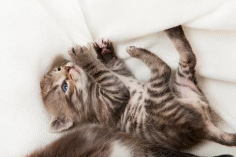 Cat playing with blanket Stock Photos