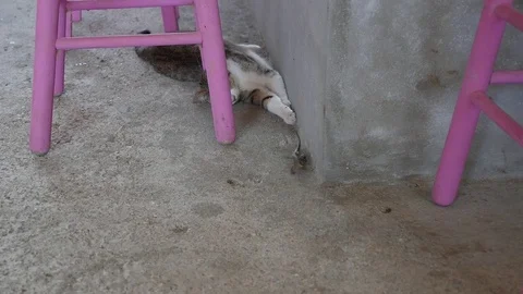 Cat Playing with a "Blau Blau" Lizard Video stock 74893107