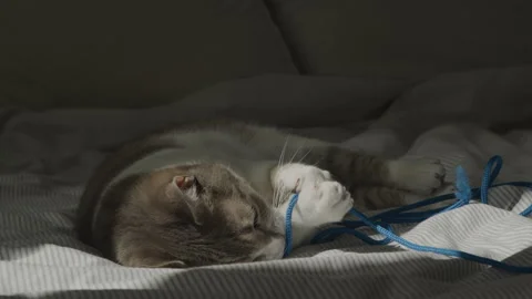 Cat playing with blue rope on bed Stock Footage 326399579