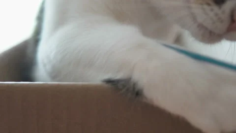 Cat playing in a box with the owner Stock Footage 105411771