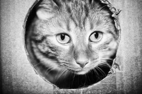 Cat is Playing in the Box Foto stock