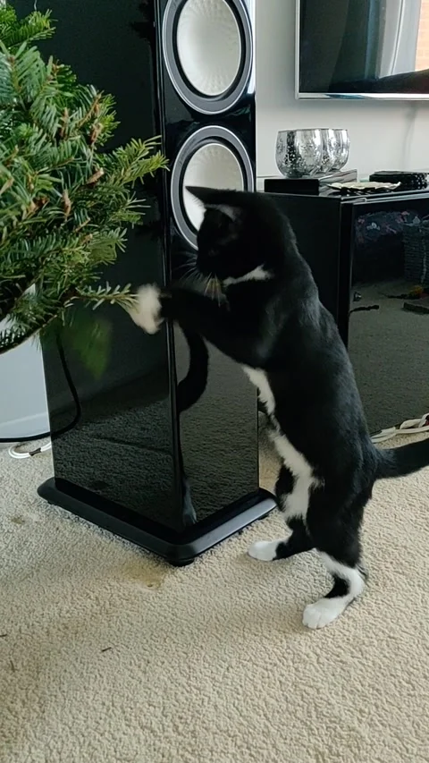 Cat playing boxing with a Christmas Tree Stock Footage 146389811