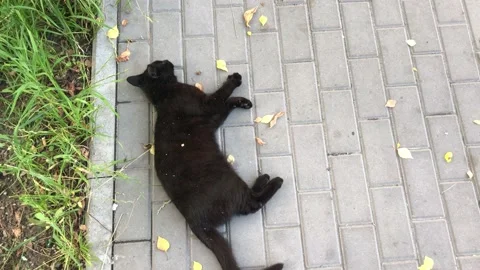 Cat playing on the bricks path near main road Stock Footage 134441345