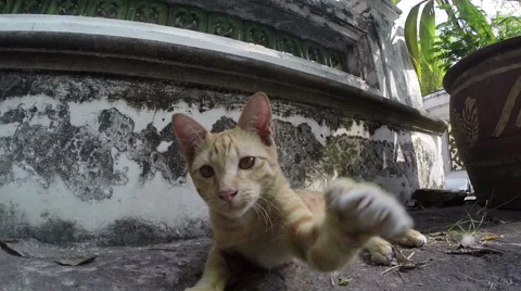 Cat playing with a camera that is attacking it Stock Footage 60251576