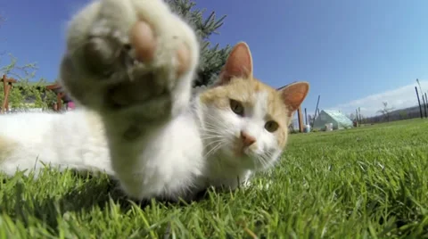 Cat playing with the camera in the grass Stock Footage 38987913