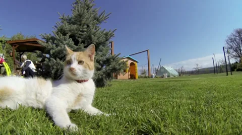 Cat playing with the camera in the grass Stock Footage 38988083