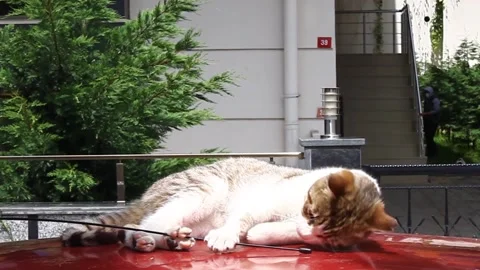 Cat Playing on a Car Video stock 130943624