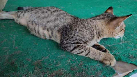 Cat playing on the carpet Stock Footage 150133381
