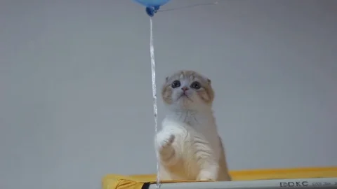 Cat is playing at a cat show Stock Footage 87134765