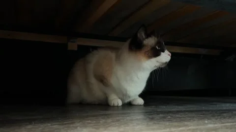 Cat is playing with cat toy. Siamese cat with blue eyes hiding under couch Stock Footage 304902472