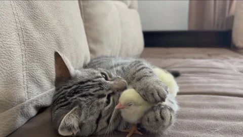 Cat playing with chiks Stock-Footage 214663547