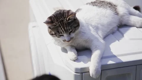 A cat playing with a child Stock Footage 267241562