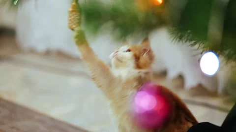 Cat playing with Christmas decoration Stock Footage