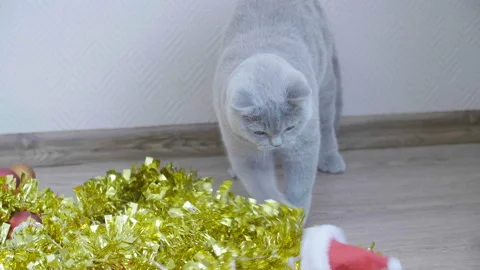 Cat playing with christmas red hat and garland and tinsel. 库存影片 96683144