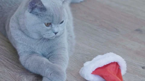 Cat playing with christmas red hat and garland and tinsel. 库存影片 96684729
