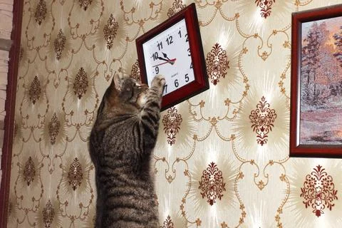 Cat playing with clock Stock Photos