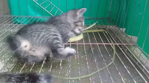 A cat playing with coconut leaves Stock Footage 220837763