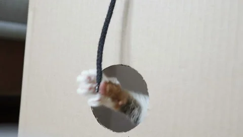 Cat playing with a cord in the box Stock-Footage 105729931