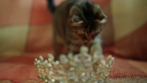 Cat playing with crown Stock Footage 84804713