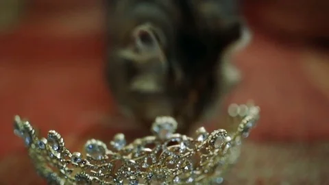 Cat playing with crown Stock Footage 84804716