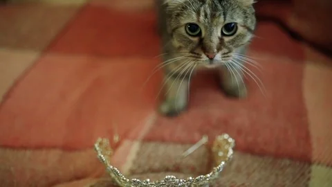 Cat playing with crown Stock Footage 84804791