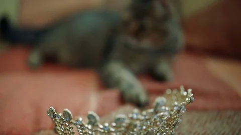 Cat playing with crown Stock Footage 84804793