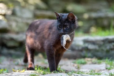 Cat playing with a dead mole Stock-Fotos