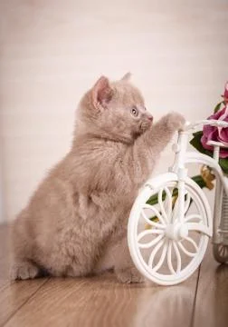 Cat is playing with a decorative pot in the form of a bicycle Stock Photos