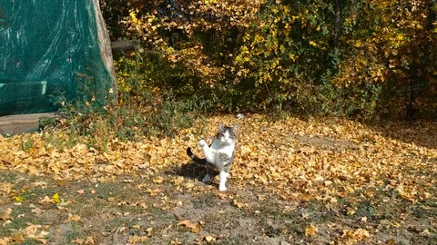 A cat playing with the drone Vídeos de archivo 99007295