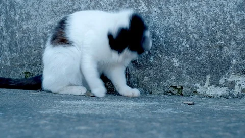 Cat playing with dying lizard Stock Footage 129109688