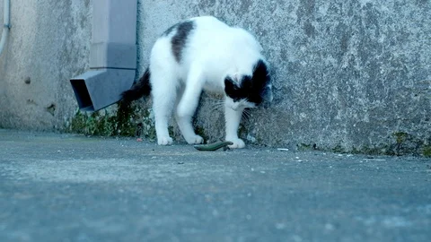 Cat playing with dying lizard Stock Footage 129110347