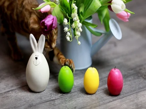 Cat playing with easter eggs on background of flowers Stock Footage 72986386