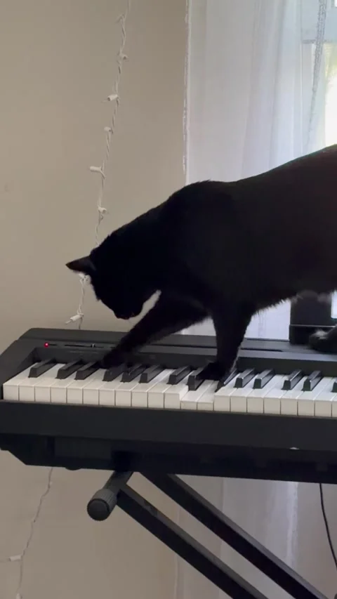 Cat Playing an Electric Piano Keyboard, Hamilton, Ohio, USA - 03 Sep 2026 Stock Footage 345615151