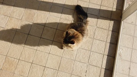 Cat playing with a feather Vídeo Stock 122873259