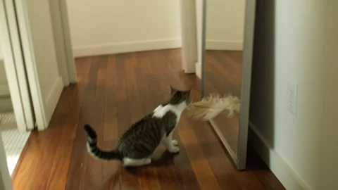 Cat Playing with Feather in Mirror Stock Footage 181238931