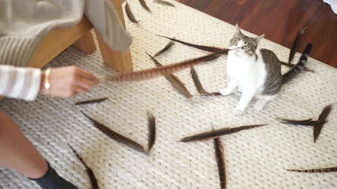 Cat Playing with Feather (slow motion) Stock Footage 181238783