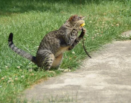 The cat is playing with a feather in the yard Foto stock