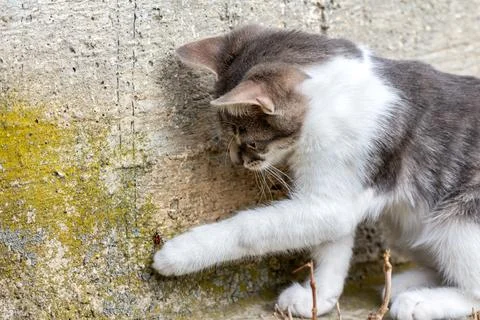 Cat playing with a firebug Stock Photos