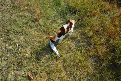 Cat playing with the fish on the grass Stock Photos