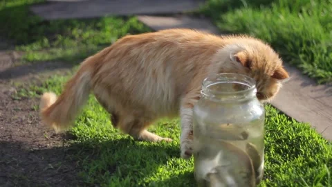 A Cat Playing With Fish in the jar Stock Footage 234811435