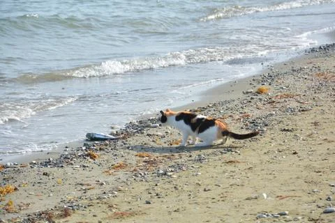 Cat playing with the fish on the sand Foto stock
