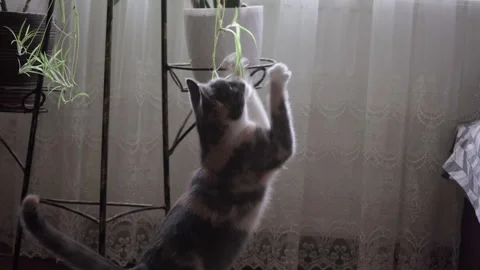 Cat playing with flowerpot Video stock 310353129
