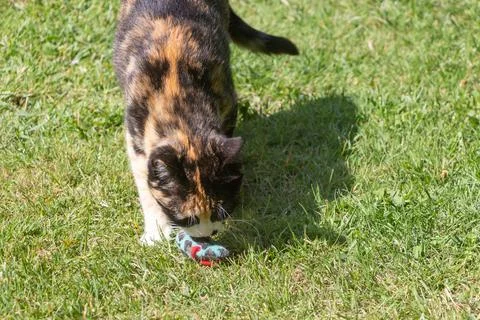 Cat playing with a fluffy mouse Stock Photos