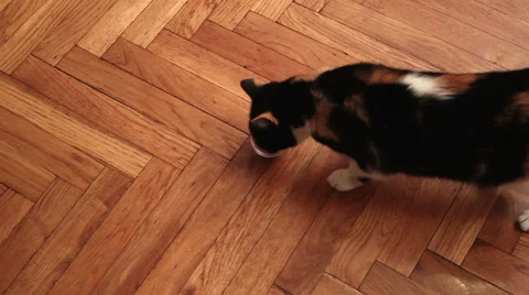 Cat playing with food Stock Footage 44973314