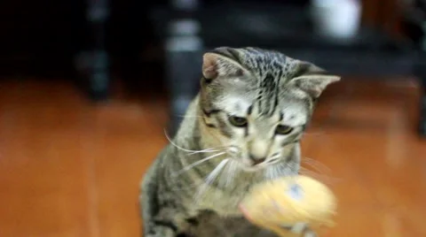 Cat playing Stock Footage 42907763